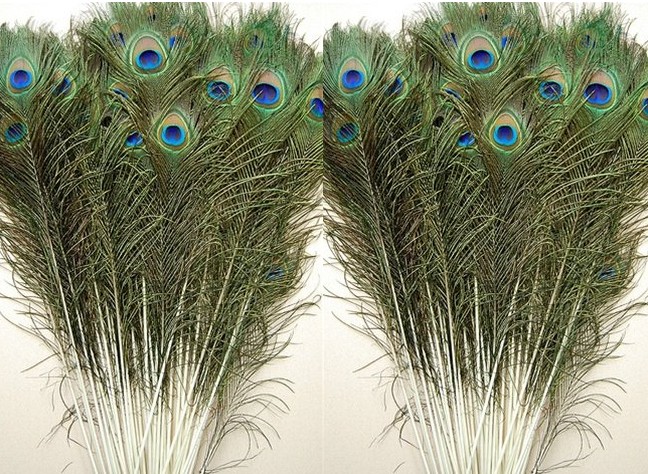 more than 50cm peacock feathers - Click Image to Close