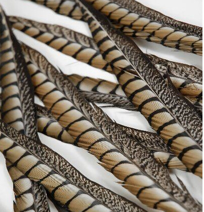 600pieces more than 50cm peacock feathers - Click Image to Close