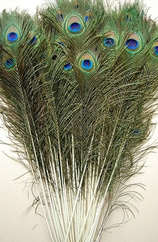 more than 25cm peacock feathers