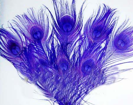 Free-shipping-Attractive-100pcs-Dyed-purple-Peacock-Tail-Feathers - Click Image to Close